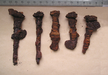 Befund 33, Sargn�gel